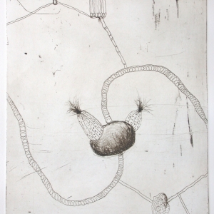 Strange Fruit II, etching, edition 10, image size 29.5 X 24.5 cm, 2005